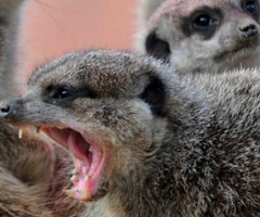 Bitch, Lucy Cooke, meerkats, hjournal of wildculture.com 