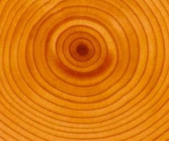 Tree rings Valerie Trouet, journal of wild culture, ©2020