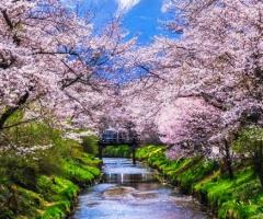  japanese-cherry-blossom-with-mt-fuji-at-omiya, journal of wild culture ©2022