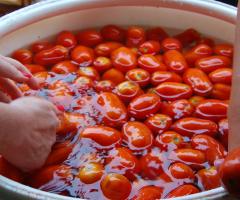  making tomato sauce, journal of wild culture