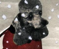 Poodle shivering, tied to pole, by Roxanna Bikadoroff