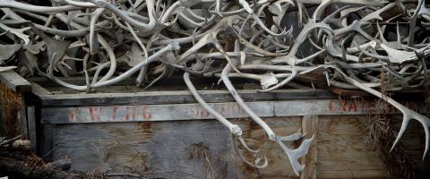 Antler pile, Journal of Wild Culture, ©2017