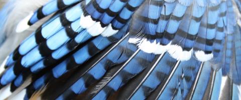 blue jay feathers, journal of wild culture ©2021