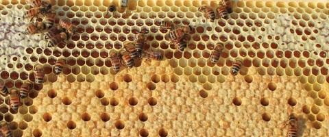  Bee brood, journal of wild culture