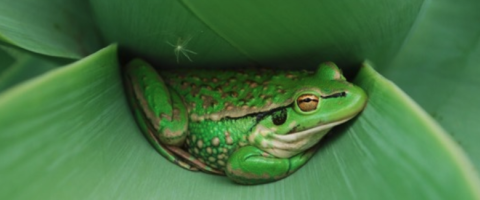  Frog on leaf_journal of wild culture ©2025.png (395.19 KB)