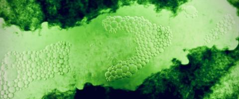 Algae_journal of wild culture