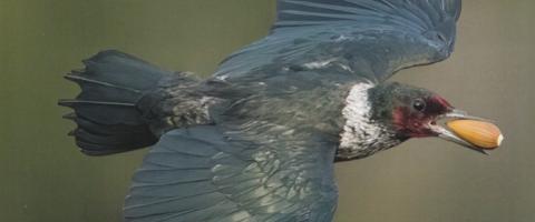 Lewis' Woodpecker_Birds of North America_journal of wild culture