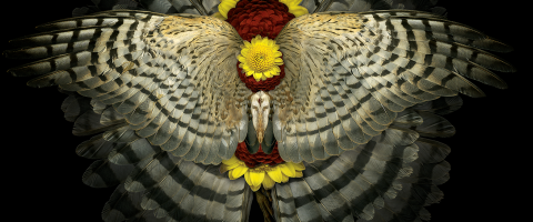 Rick Simon, Wild Culture, ©2015