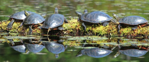 turtle pond