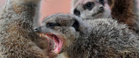 Bitch, Lucy Cooke, meerkats, hjournal of wildculture.com 