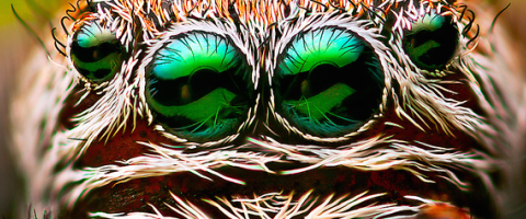 Spider face, Wild Culture, ©2014, Spiders and drugs