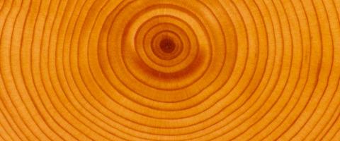 Tree rings Valerie Trouet, journal of wild culture, ©2020