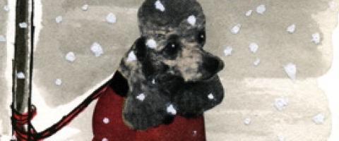 Poodle shivering, tied to pole, by Roxanna Bikadoroff